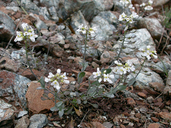 Noccaea fendleri ssp. siskiyouense