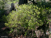 Huckleberry-leaved Oak