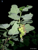 Ribes malvaceum var. viridifolium