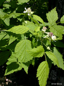White-bark Raspberry