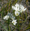White Brodiaea