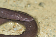 Ichthyophis sikkimensis