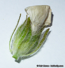 Malacothamnus lucianus