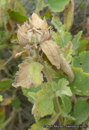 Malacothamnus palmeri