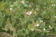 Malacothamnus palmeri