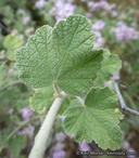 Malacothamnus fremontii var. fremontii