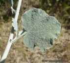 Malacothamnus niveus