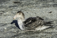 Northern Giant Petrel
