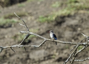 Grey-headed Kingfisher