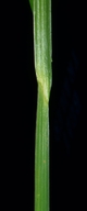 Carex aquatilis