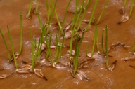 Carex feta