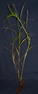 Carex feta