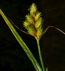 Carex feta