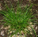 Carex tumulicola