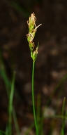 Carex tumulicola