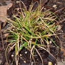Carex tumulicola