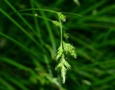 Carex leptopoda
