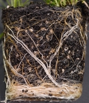 Carex leptopoda