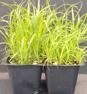 Carex leptopoda