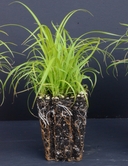 Carex leptopoda