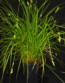 Carex leptopoda