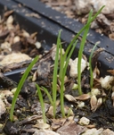 Carex leptopoda