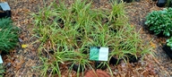 Carex stipata