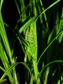 Carex stipata var. stipata