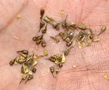 Carex stipata var. stipata