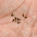 Carex stipata var. stipata