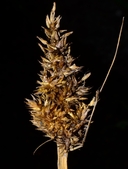 Carex stipata var. stipata