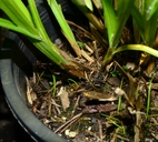 Carex stipata var. stipata