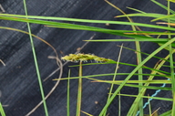 Carex tumulicola