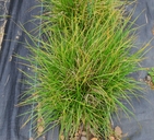 Carex tumulicola