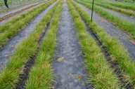 Carex tumulicola