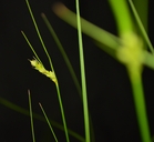 Carex unilateralis