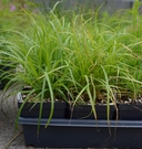 Carex unilateralis