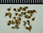 Carex vulpinoidea