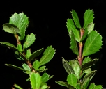 Ceanothus gloriosus