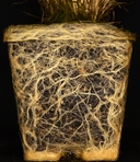 Deschampsia danthonioides