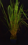 Deschampsia danthonioides