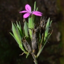 Dianthus armeria