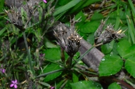 Dianthus armeria