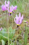 Dodecatheon poeticum