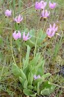 Dodecatheon poeticum