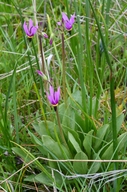 Dodecatheon poeticum