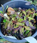 Dryas hookeriana