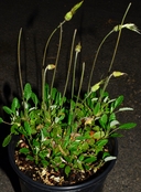 Dryas hookeriana
