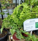 Dryopteris filix-mas