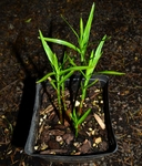 Dulichium arundinaceum var. arundinaceum